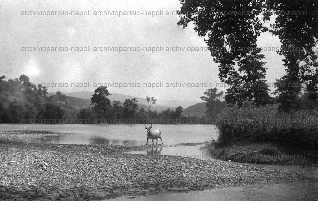 Sele, un bovino pascola sulla riva del fiume.