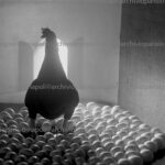 Centocinquanta, la gallina canta – Composizione futurista